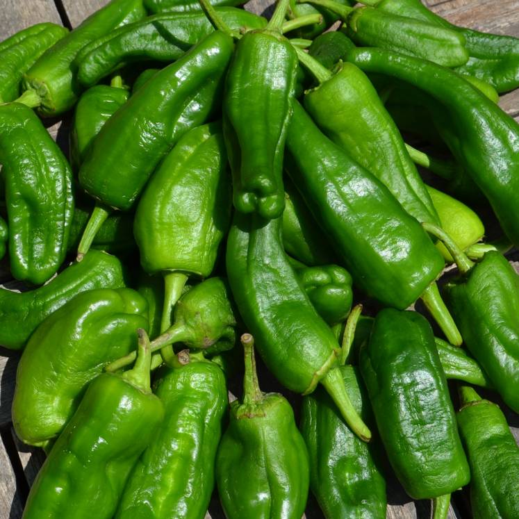 Piment Del Padrone Kg