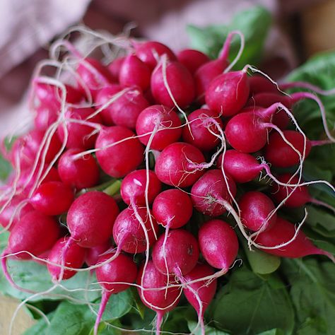 Radis Rose Botte Region