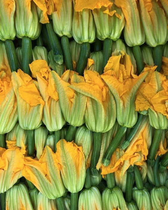 Fleurs De Courgette Barq (10 fleurs)