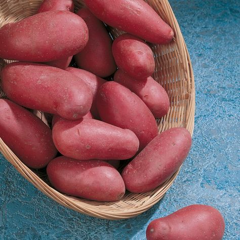 Pomme de terre Rouge Kg