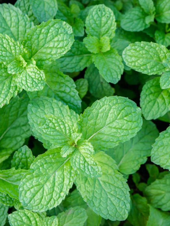 Menthe