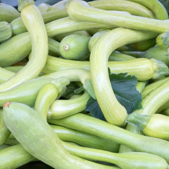 Courgette Trompette Kg