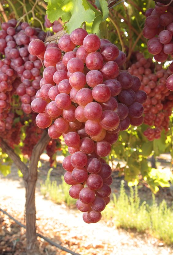 Raisin Rose sans pépin Kg