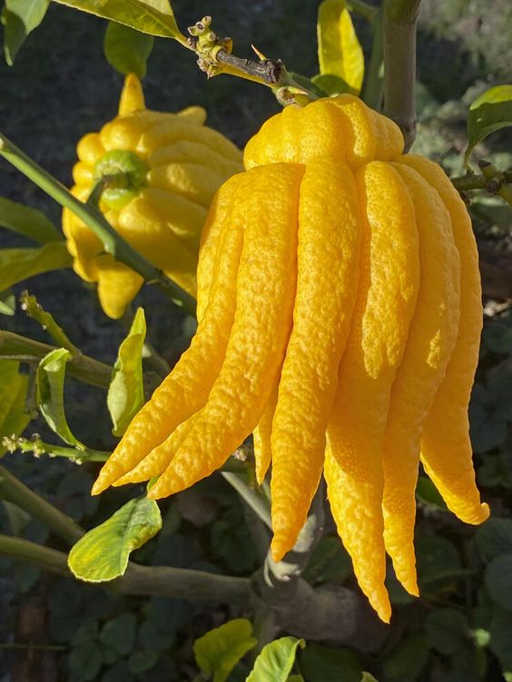 Citron Main De Buddhah (pièce)