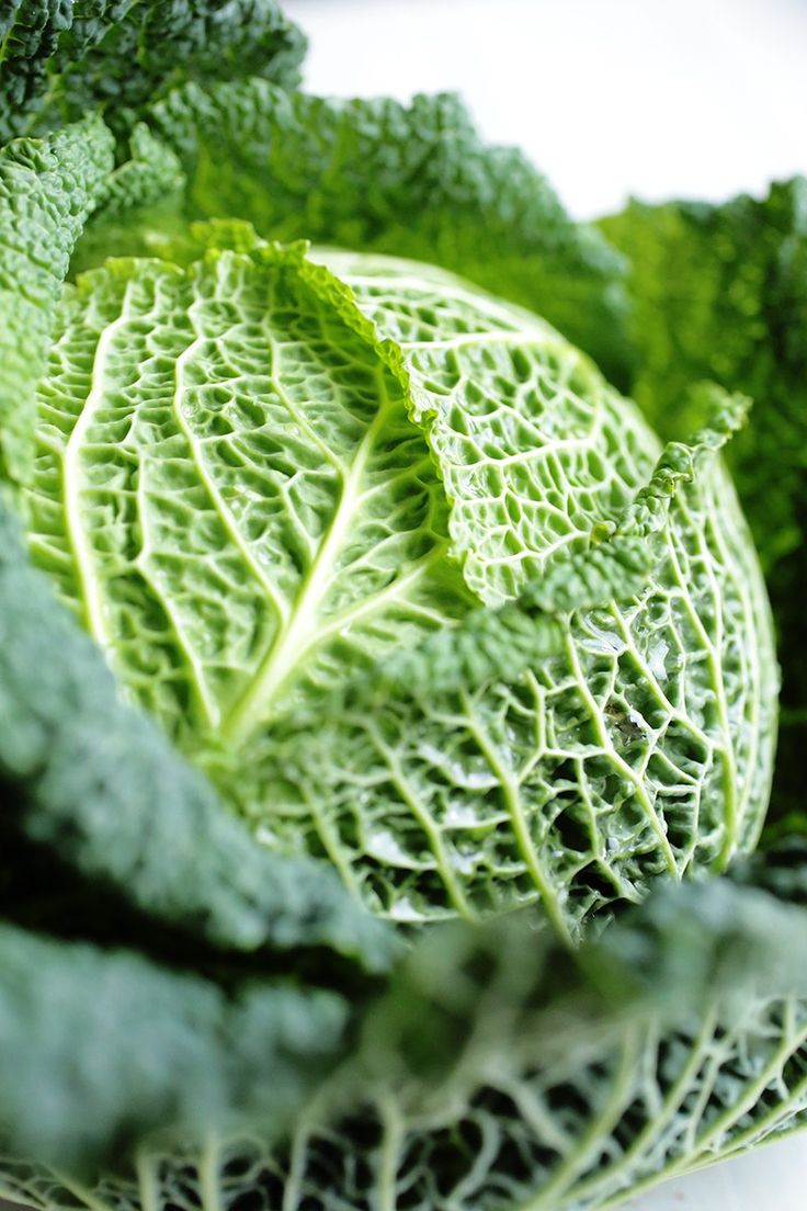 Chou Vert frisé piéce