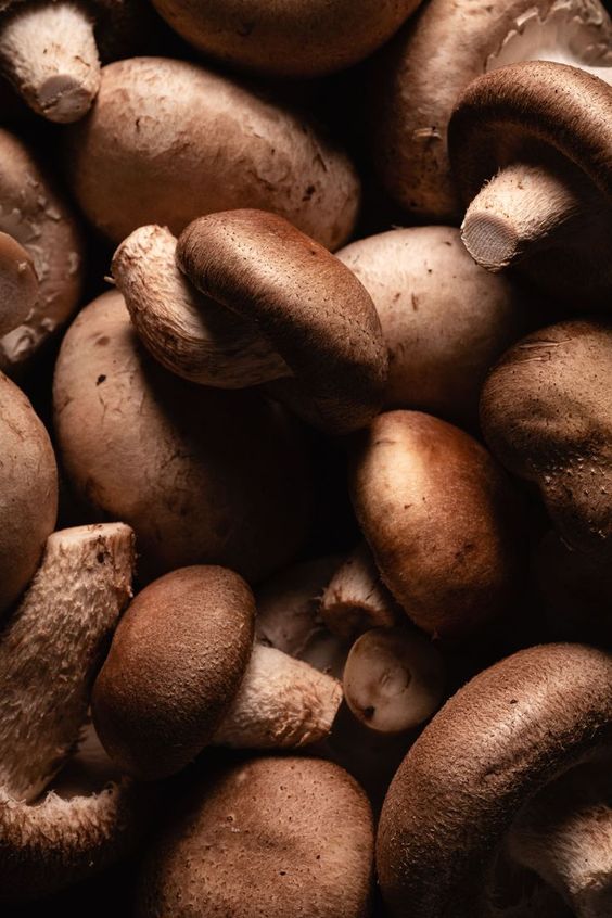 Champignon Lentin Shitake ( 500 Gr )