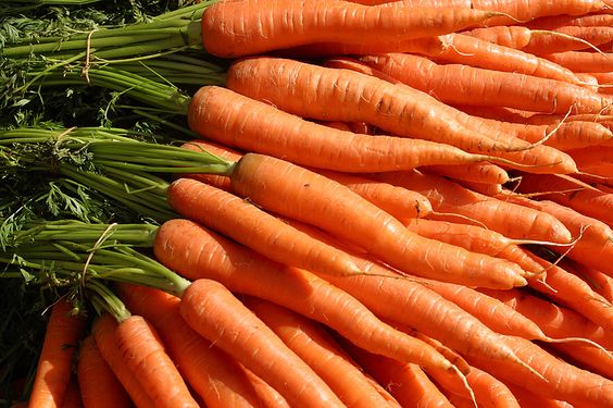 Carotte extra Kg