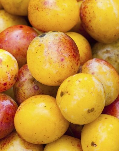 Mirabelles Kg