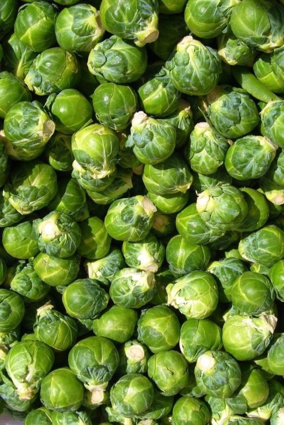 Chou De Bruxelles ( KG )