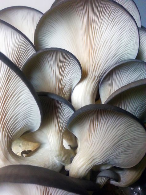 Champignon Pleurote ( 500 Gr)