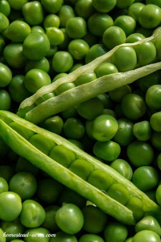 Petit Pois Extra Kg