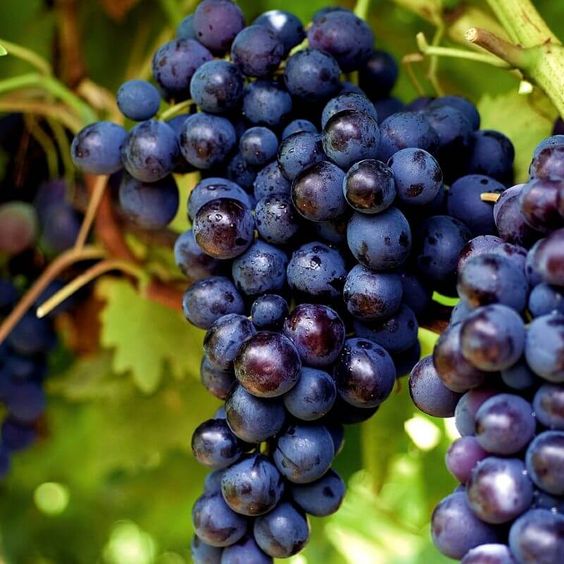 Raisin Noir sans pépin Kg