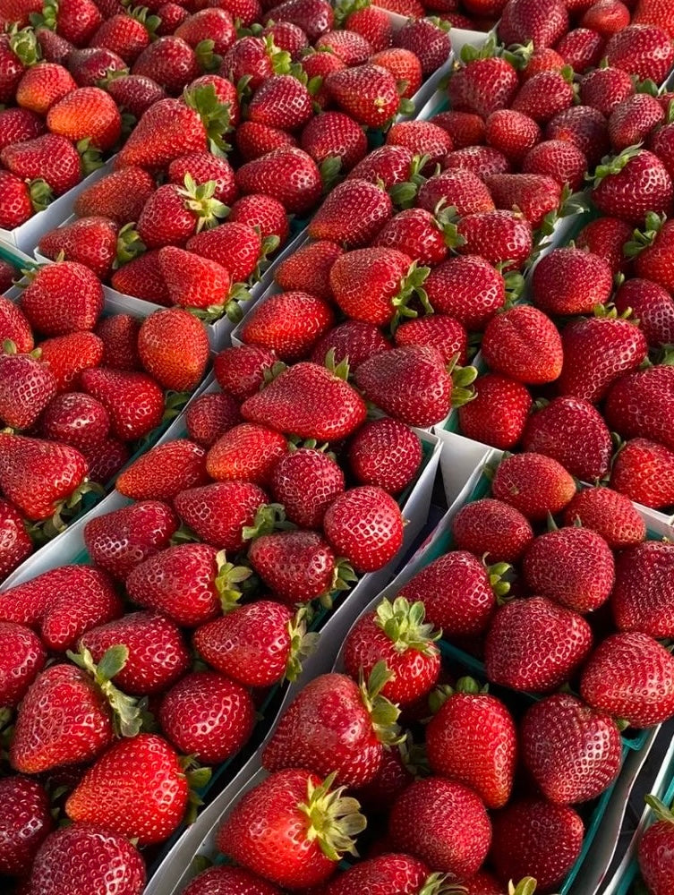 Fraises Elsanta Extra en Barquette 500g