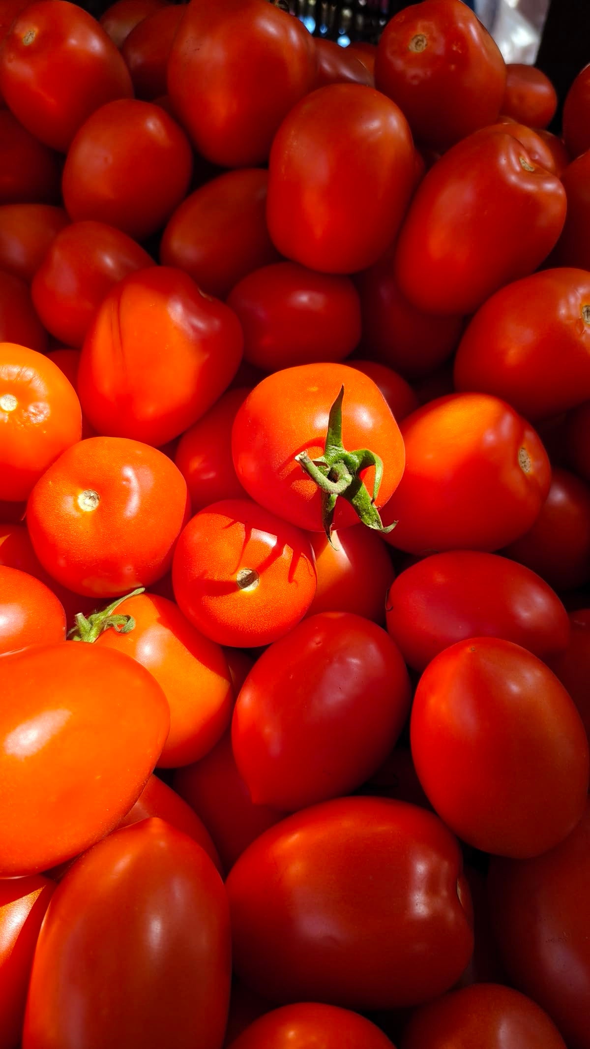 Tomates Roma (kg)
