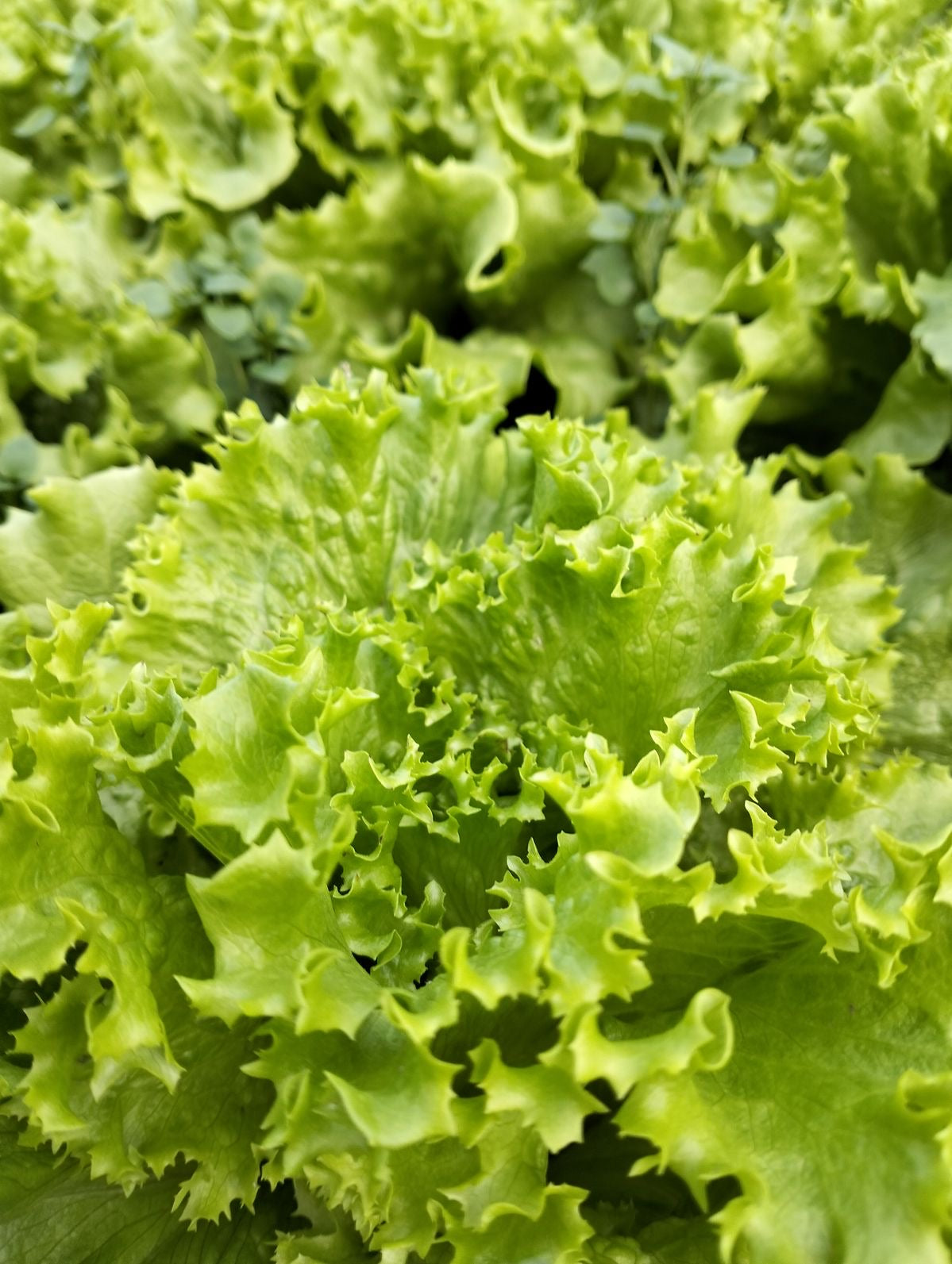 Feuille De Chene Blonde (pièce)