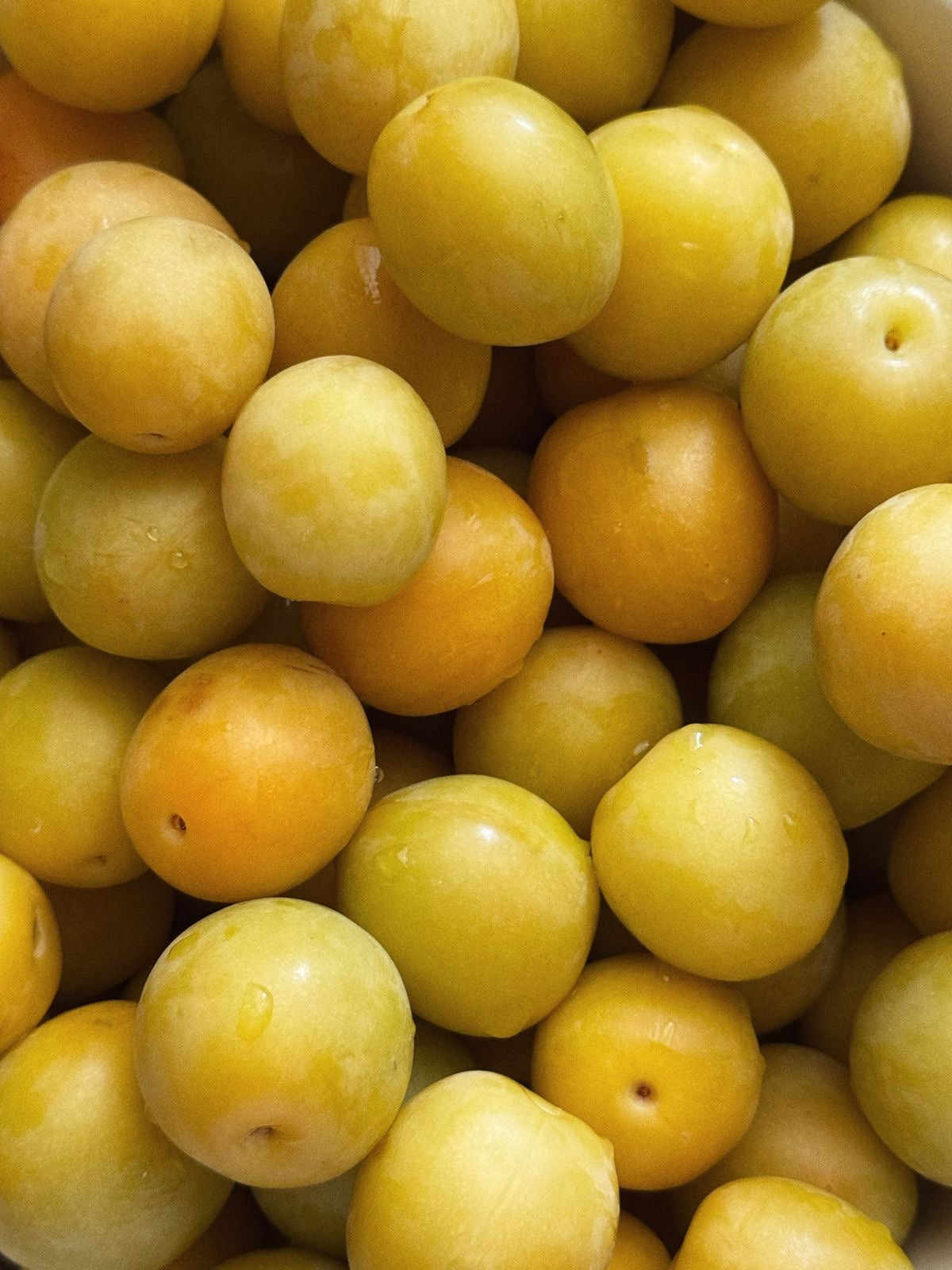 Prune Jaune