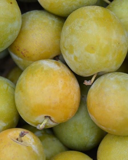Prune Reine Claude (500g)