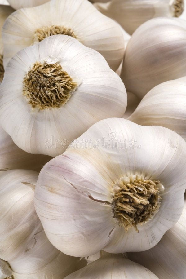 Ail Blanc ( la tête )