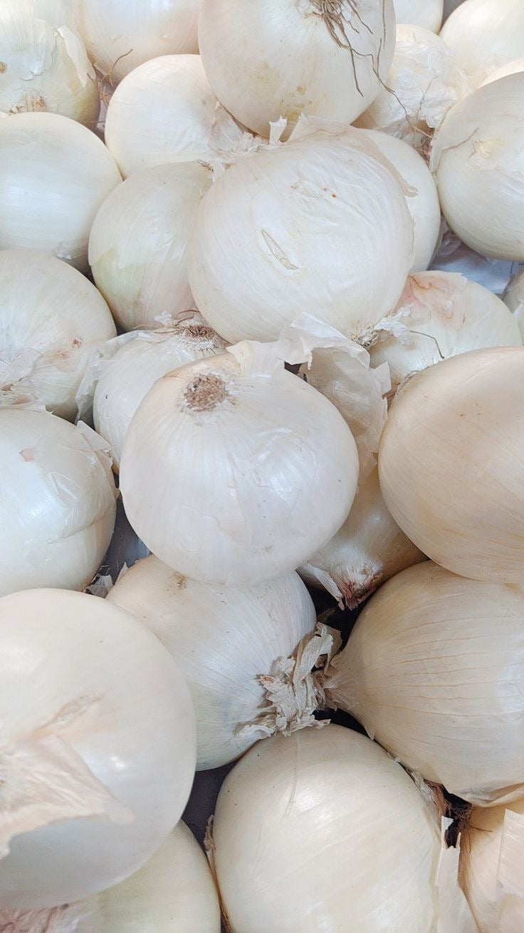 Oignon Blanc Kg