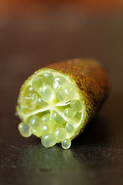 Citron Caviar Barquette 100 Gr