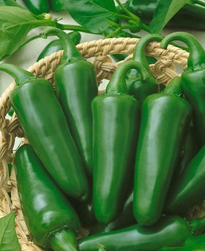 Piment Jalapeno Vert Imp Kg