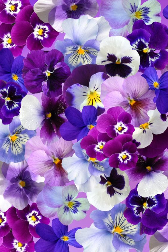 Fleurs Pensee Mixte