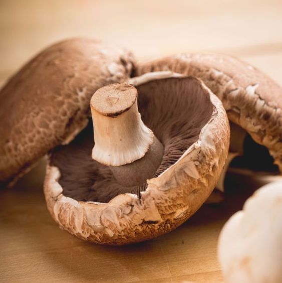 Champignon Brun Barquette