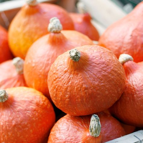 Potimarron