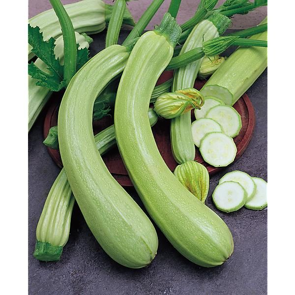 Courgette Blanche Kg