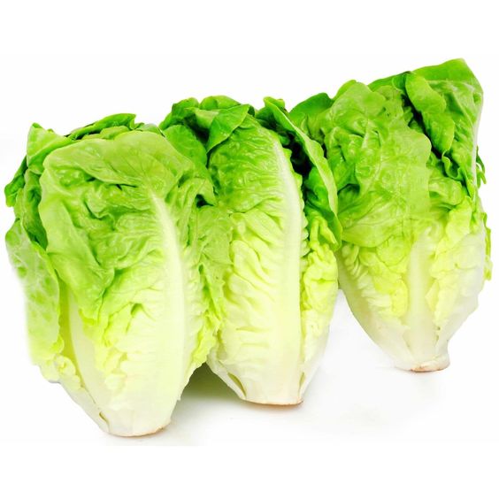 Sucrine Lucace Verte