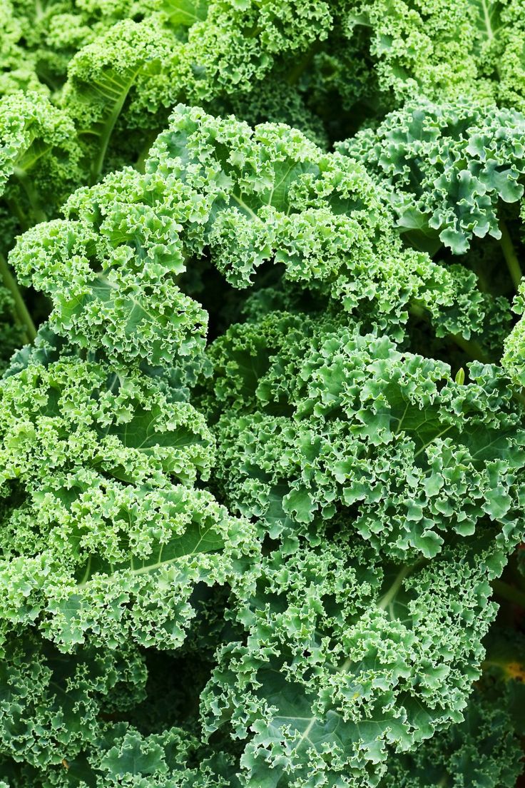 Chou Kale Vert Kg