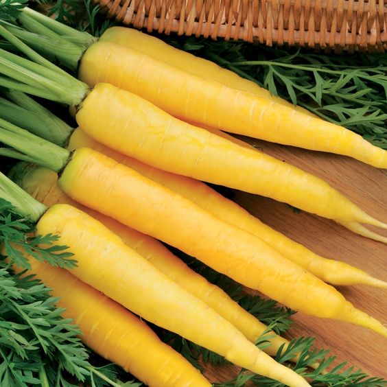 Carotte Jaune Kg