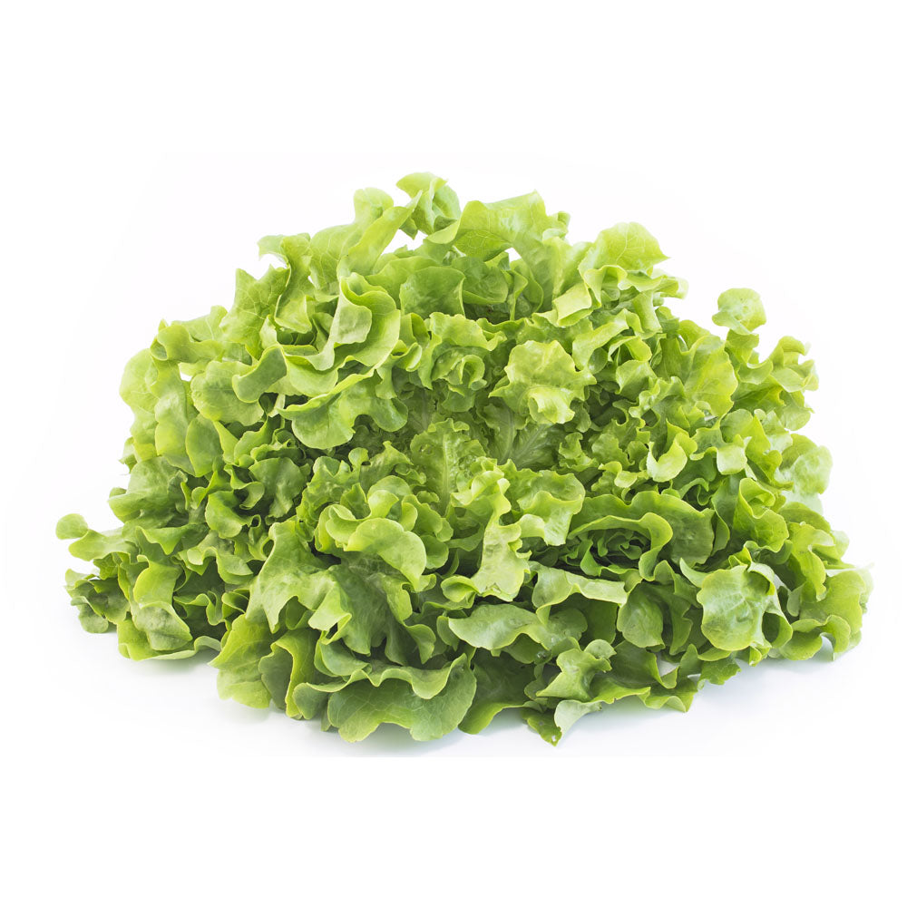 Feuille De Chene Blonde