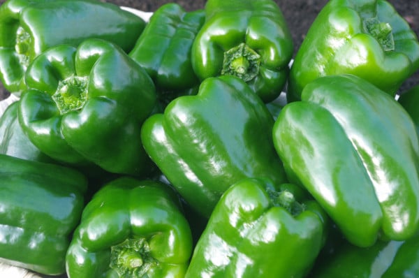 Poivron Vert Kg
