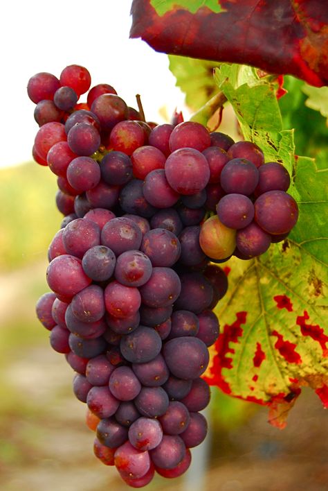 Raisin Red Globe