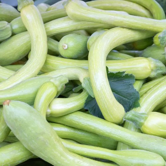 Courgette Trompette Kg