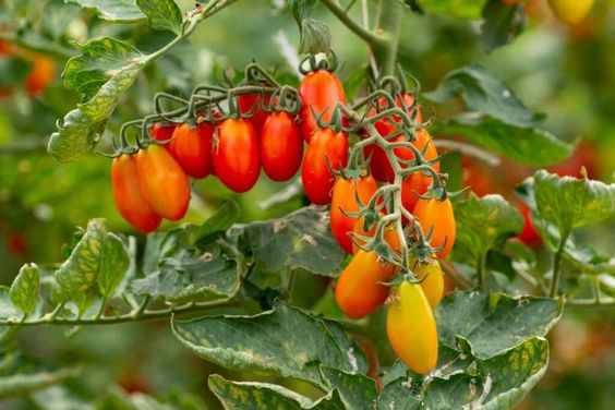 Tomates Daterino Grappe Sicile Extra