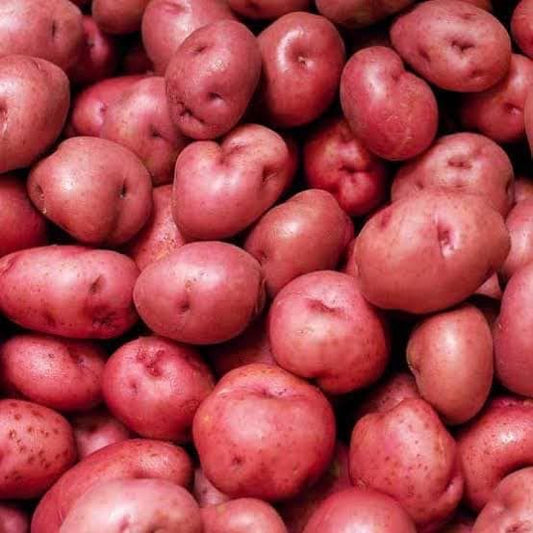 Pomme de terre Rouge (kg)