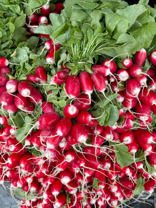 Radis Rose Region (botte)