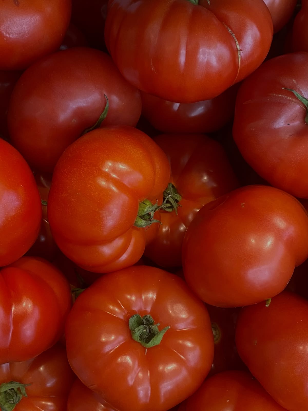 Tomates grosse à farcir (kg)