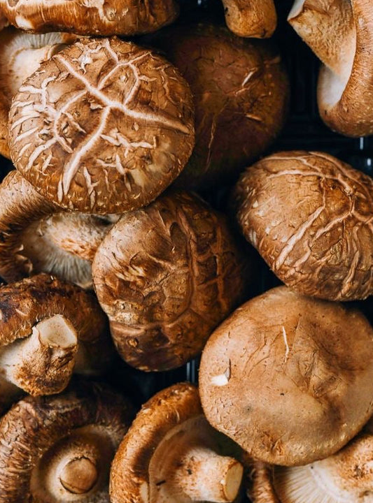 Champignon Shiitake (500g)