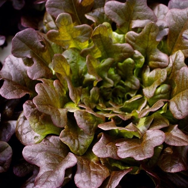 Feuille De Chene Rouge (pièce)