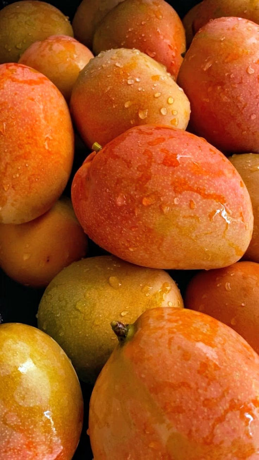 Mangue Avion Kent (pièce)