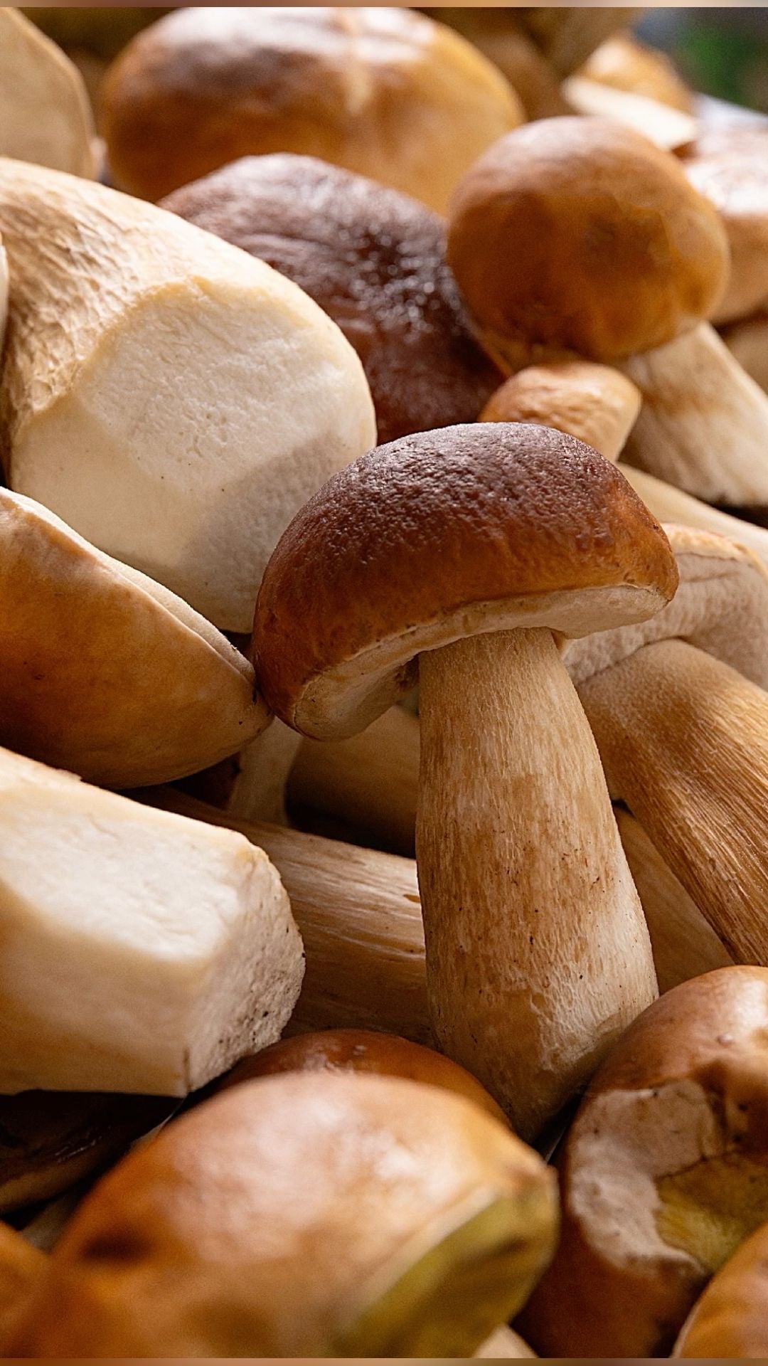 Champignons Cèpes Français ( 500g )