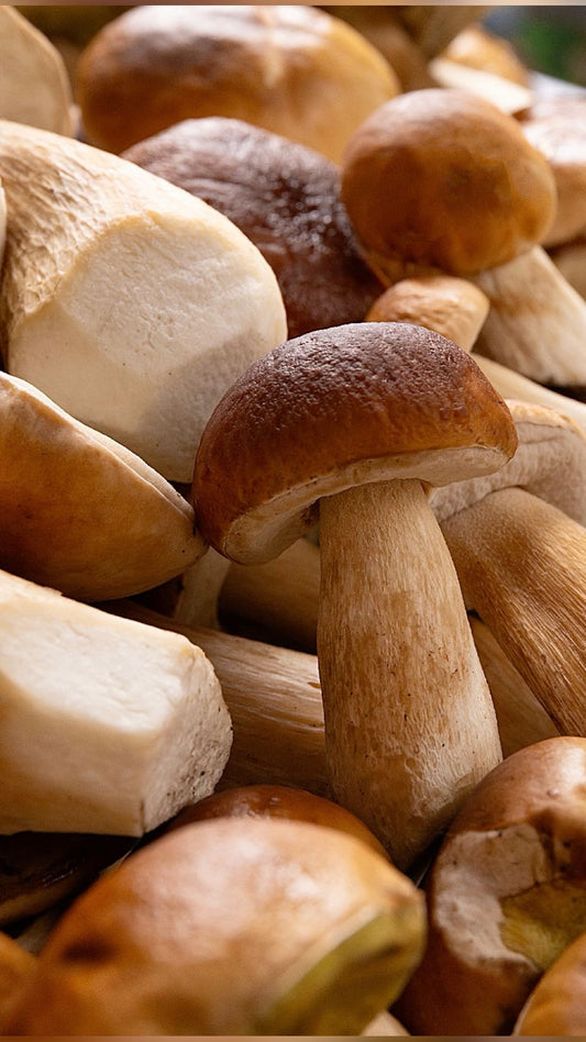 Champignons Cèpes Français ( 500g )