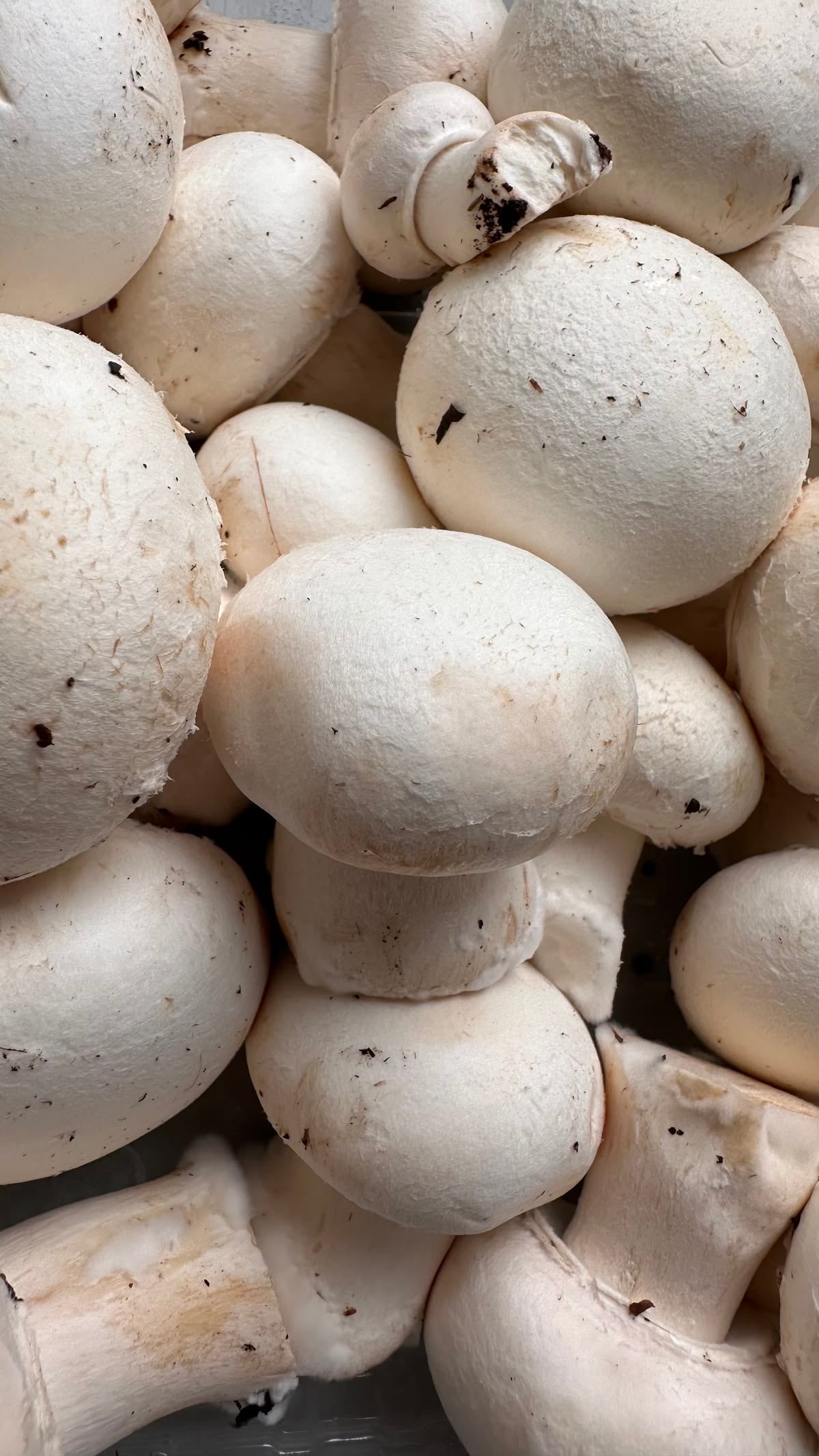 Champignon Paris Moyen (kg)