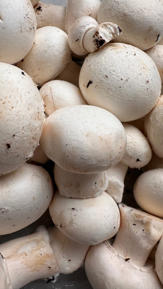 Champignon Paris Moyen (kg)
