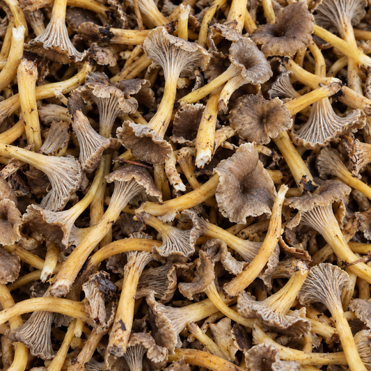 Chanterelle grise (250g)