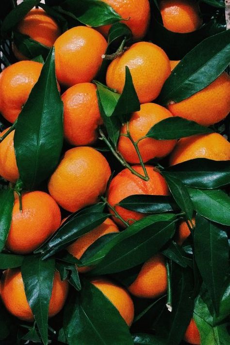 Clementine Succulente