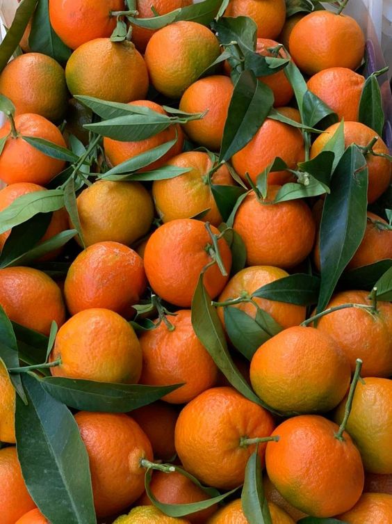 Clementine Feuille Corse KG